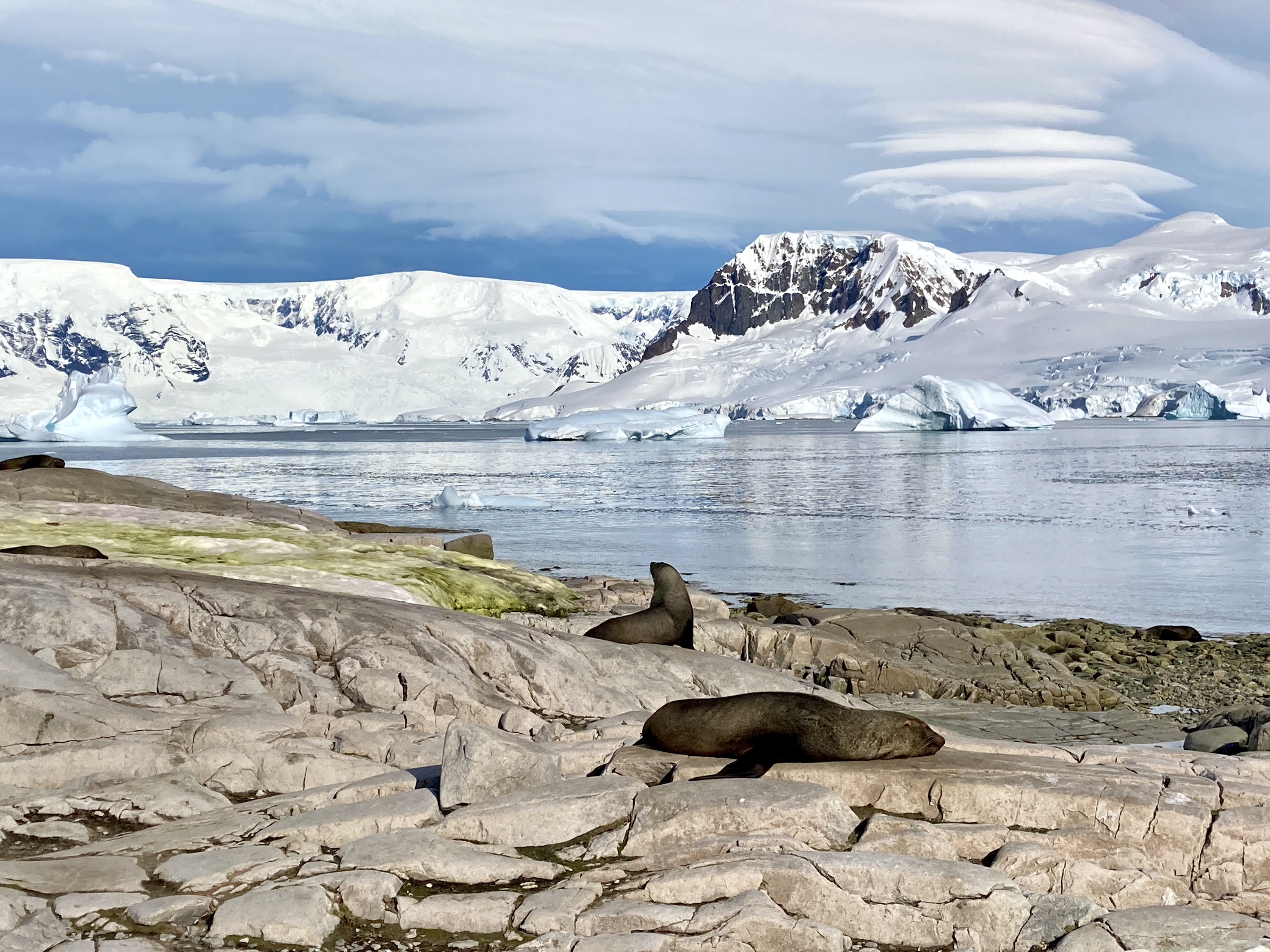 Seals at Portal Point, Antarctica