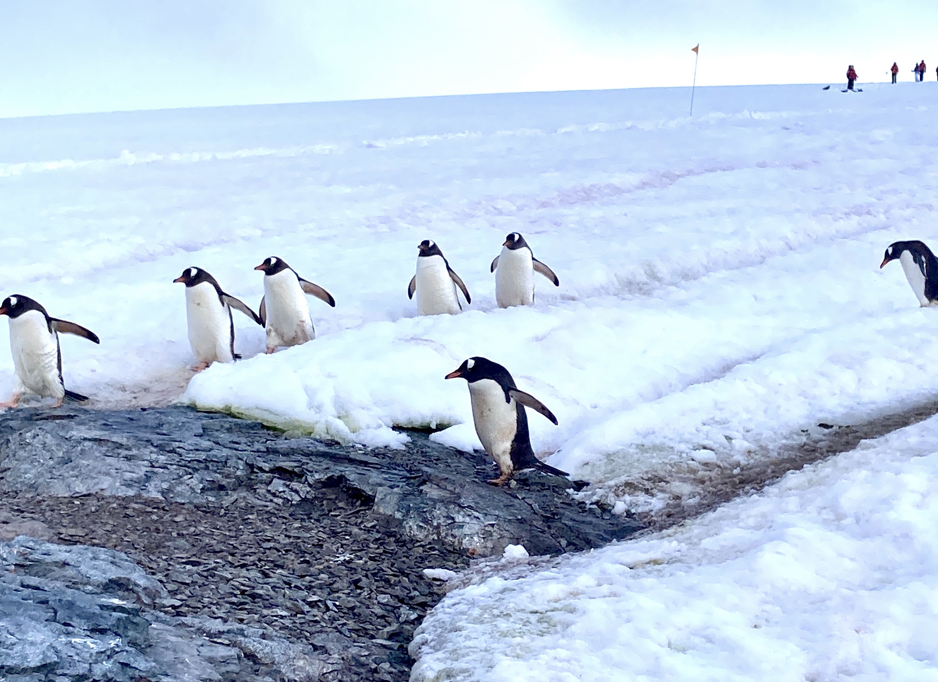 The penguin highway at Danco Island, Antartica