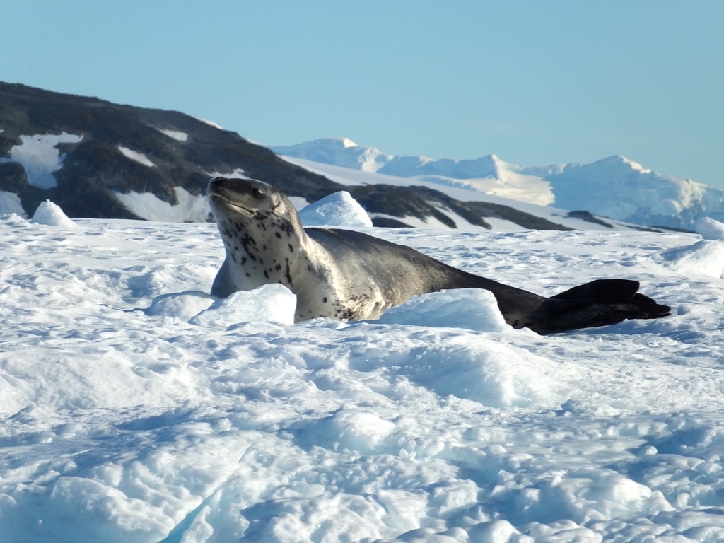 A solo leopard seal lounges in the snow