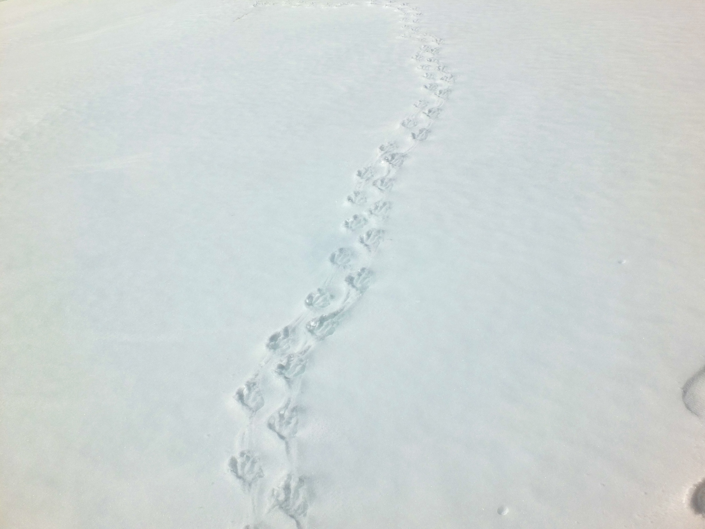 Penguin footprints in the snow