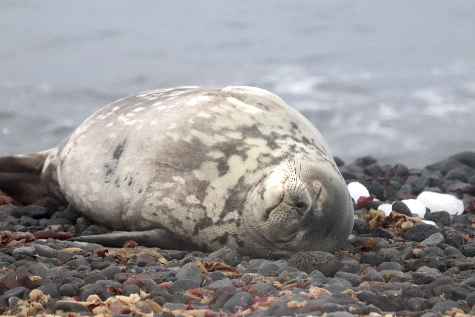 A Weddell seal has a snooze in Antarctica in March 