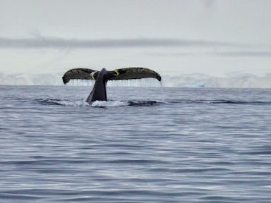 Whale flukes in Antarctica