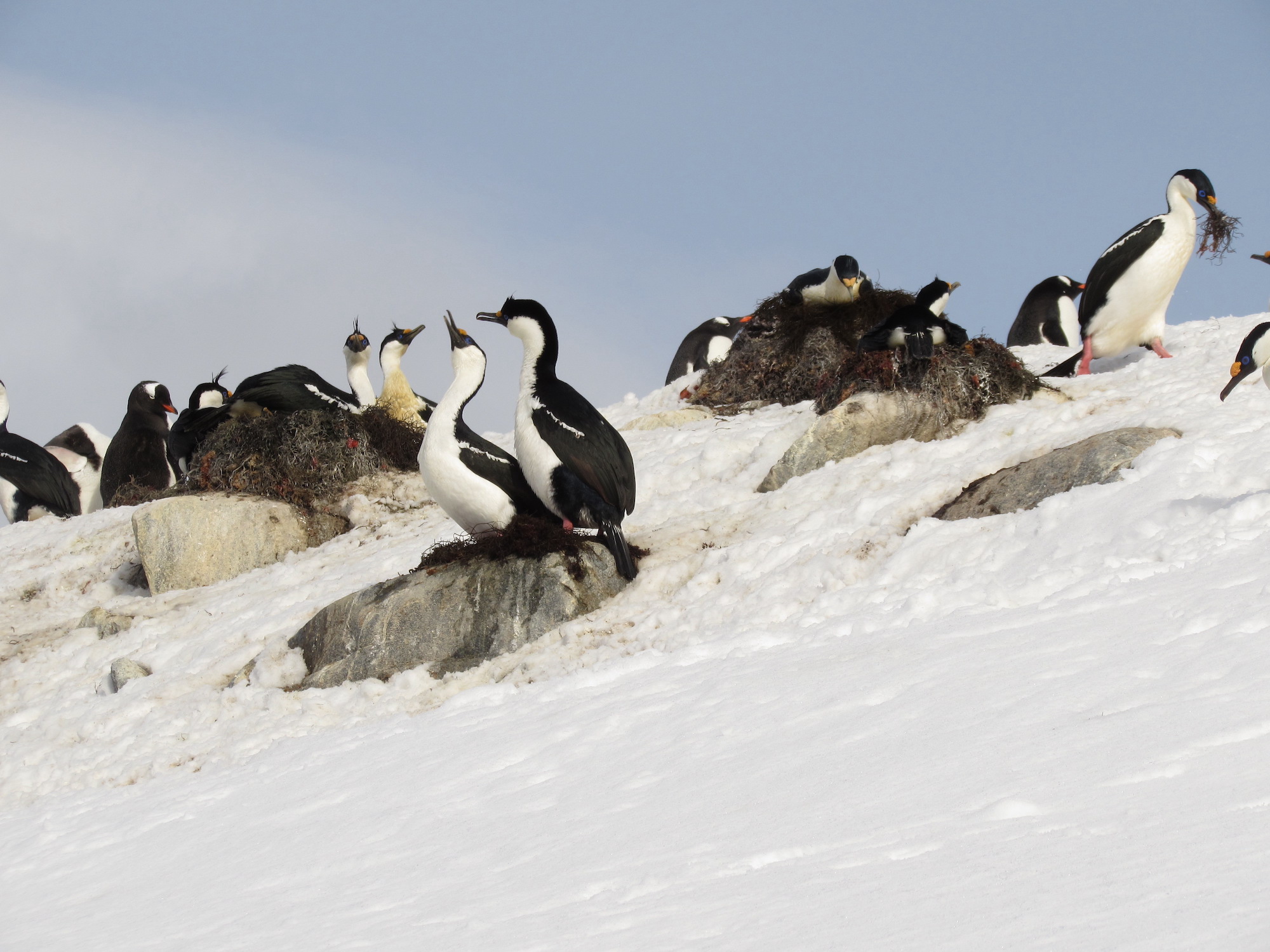 Nesting imperial shags, Antarctica 