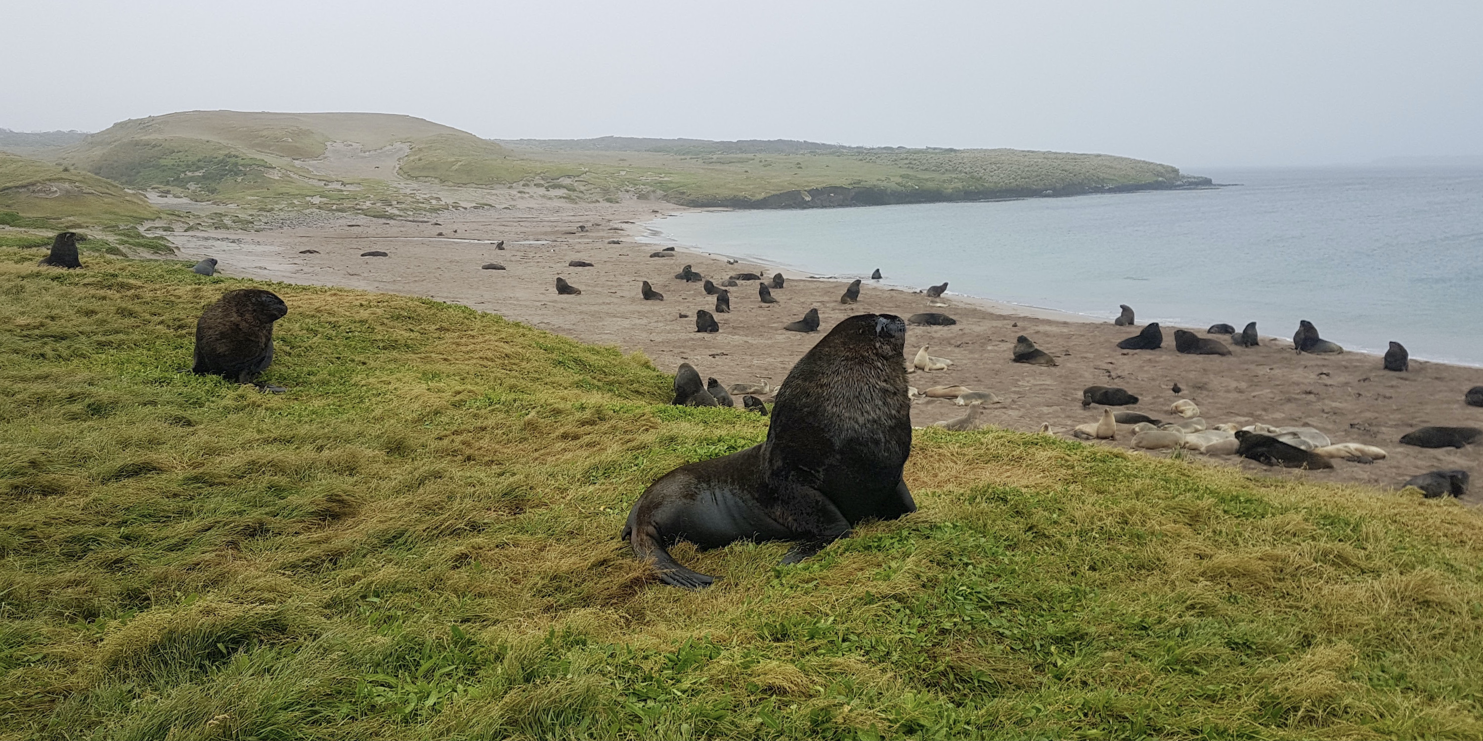 Sea lions on the beach at Enderby Island in New Zealand's Subantarctic Islands