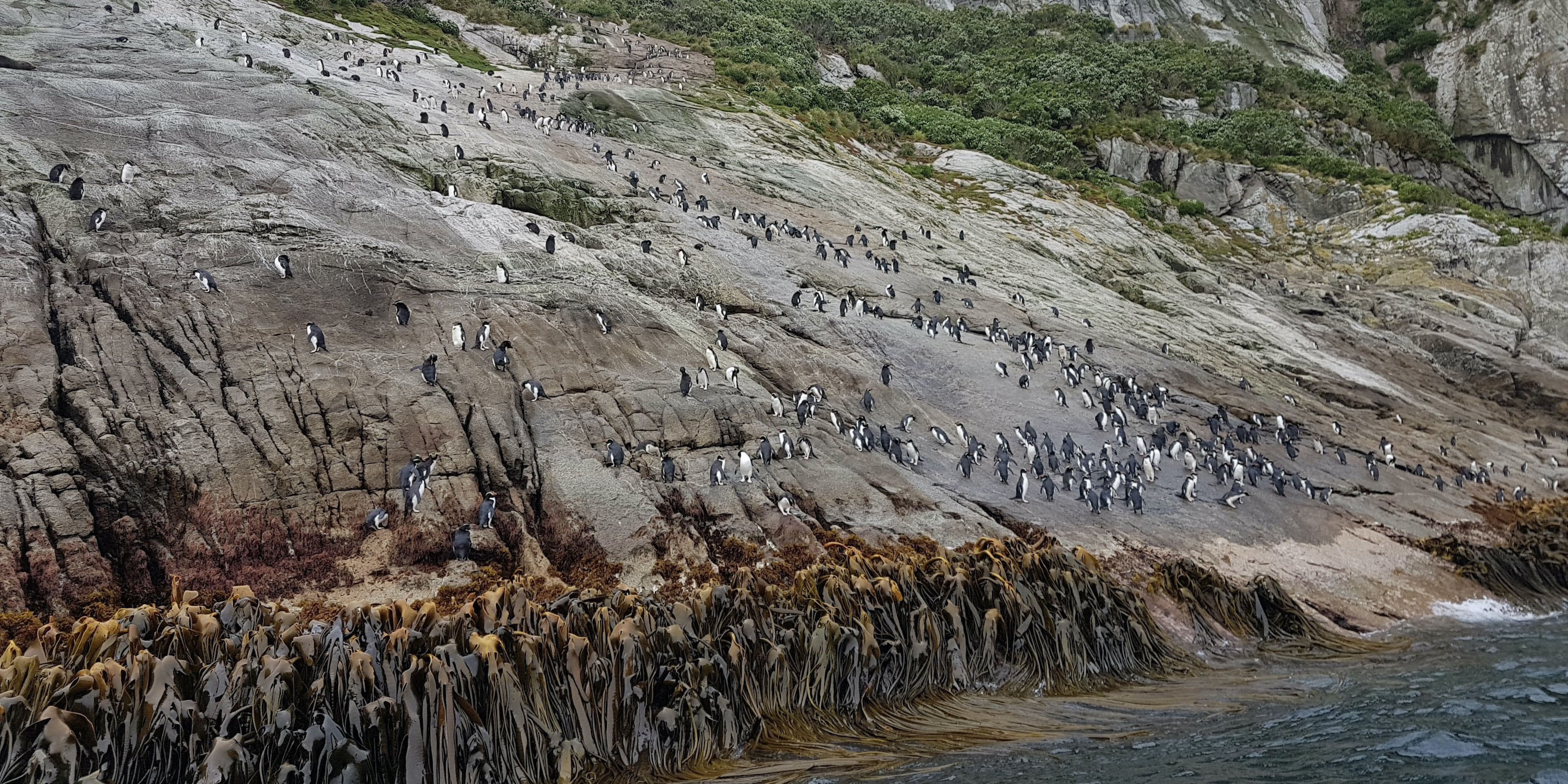 Cliffside rookery of Snares crested penguins, in New Zealand's Subantarctic islands