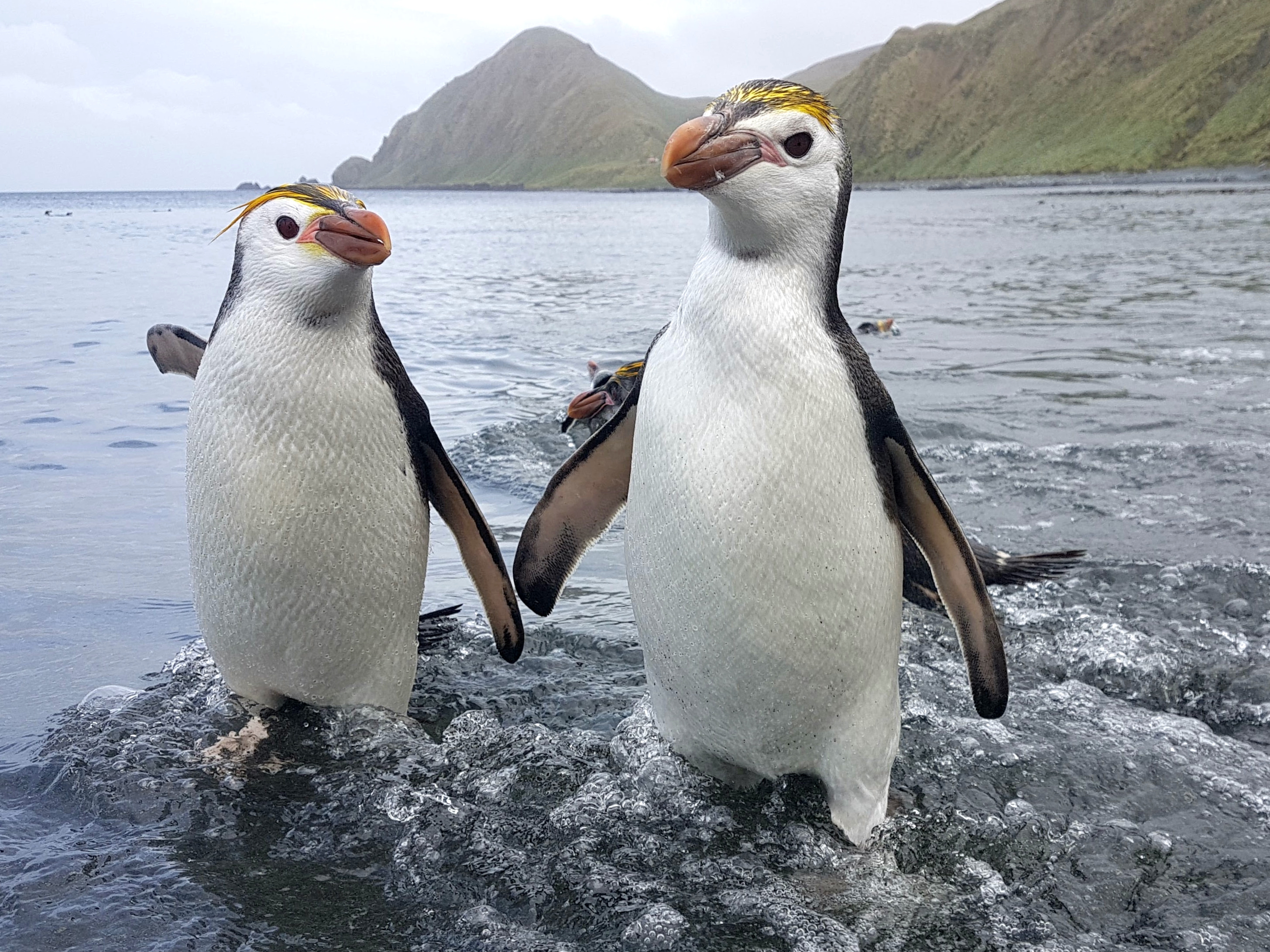 Two royal penguins walk out of the sea on Australia's sub-Antarctic Macquarie Island 