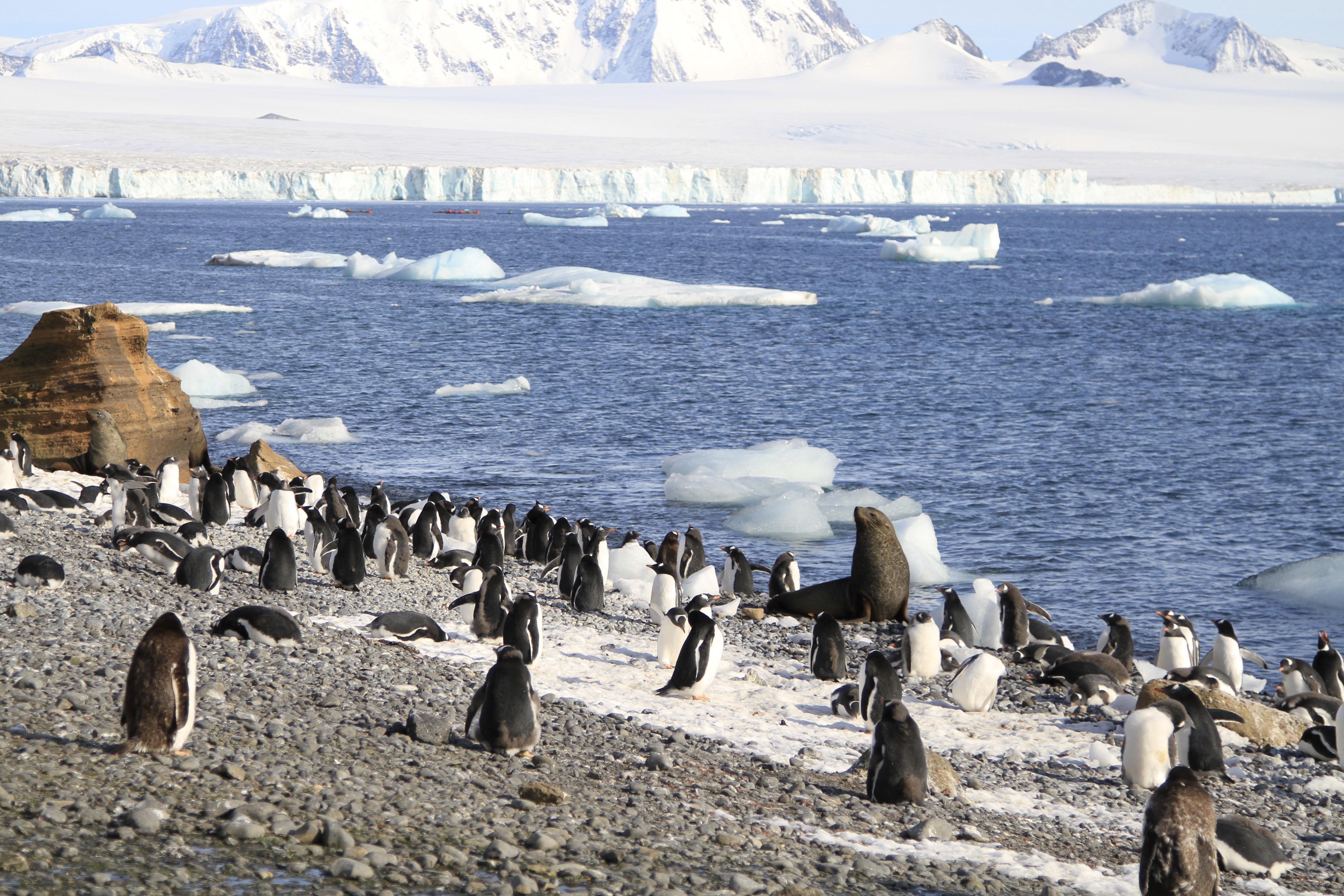 Fur seal and gentoo penguins in Antarctica