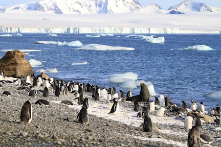 Fur seal and gentoo penguins in Antarctica