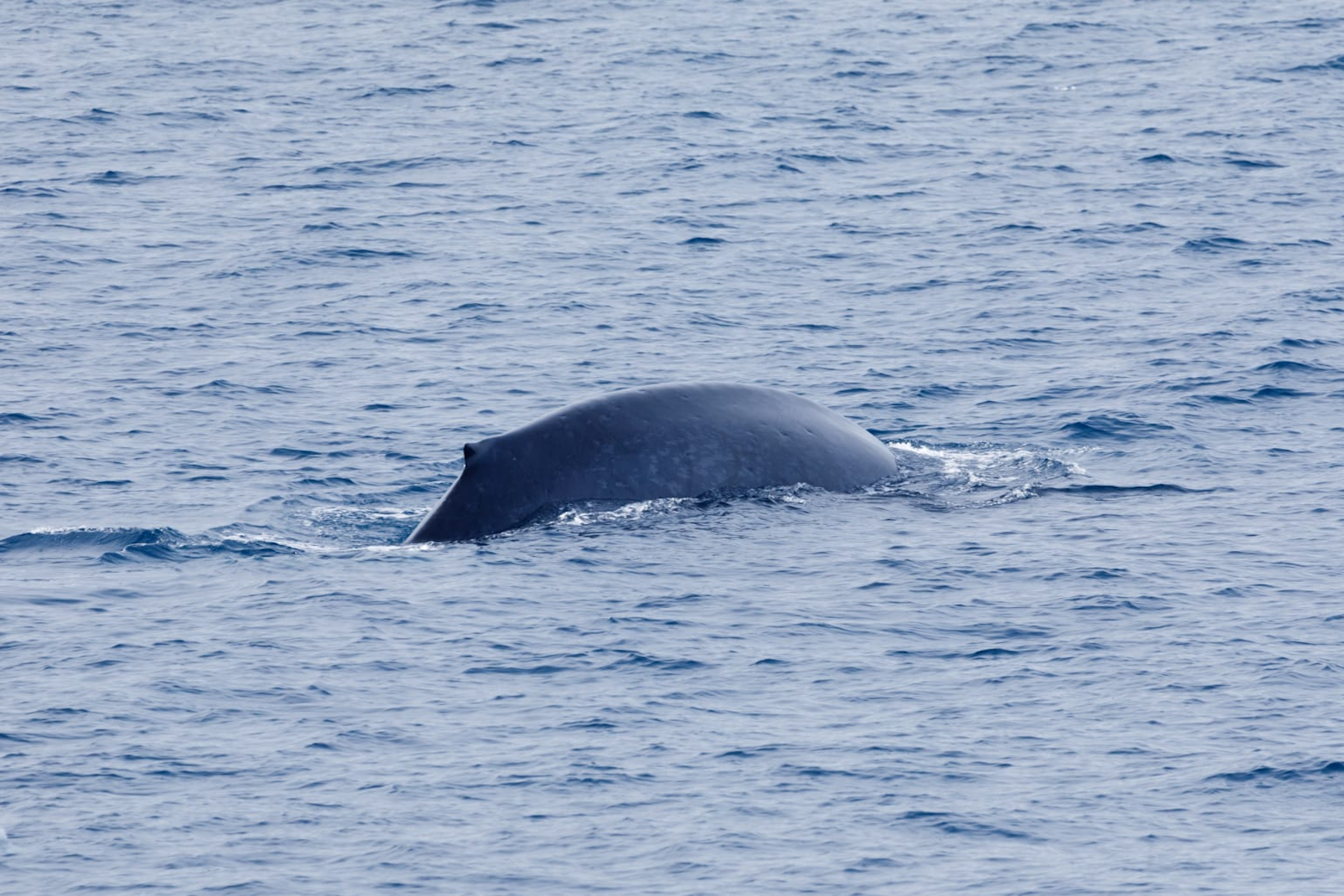 Blue whale near Elephant Island in Antarctica