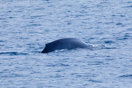 Blue whale near Elephant Island in Antarctica