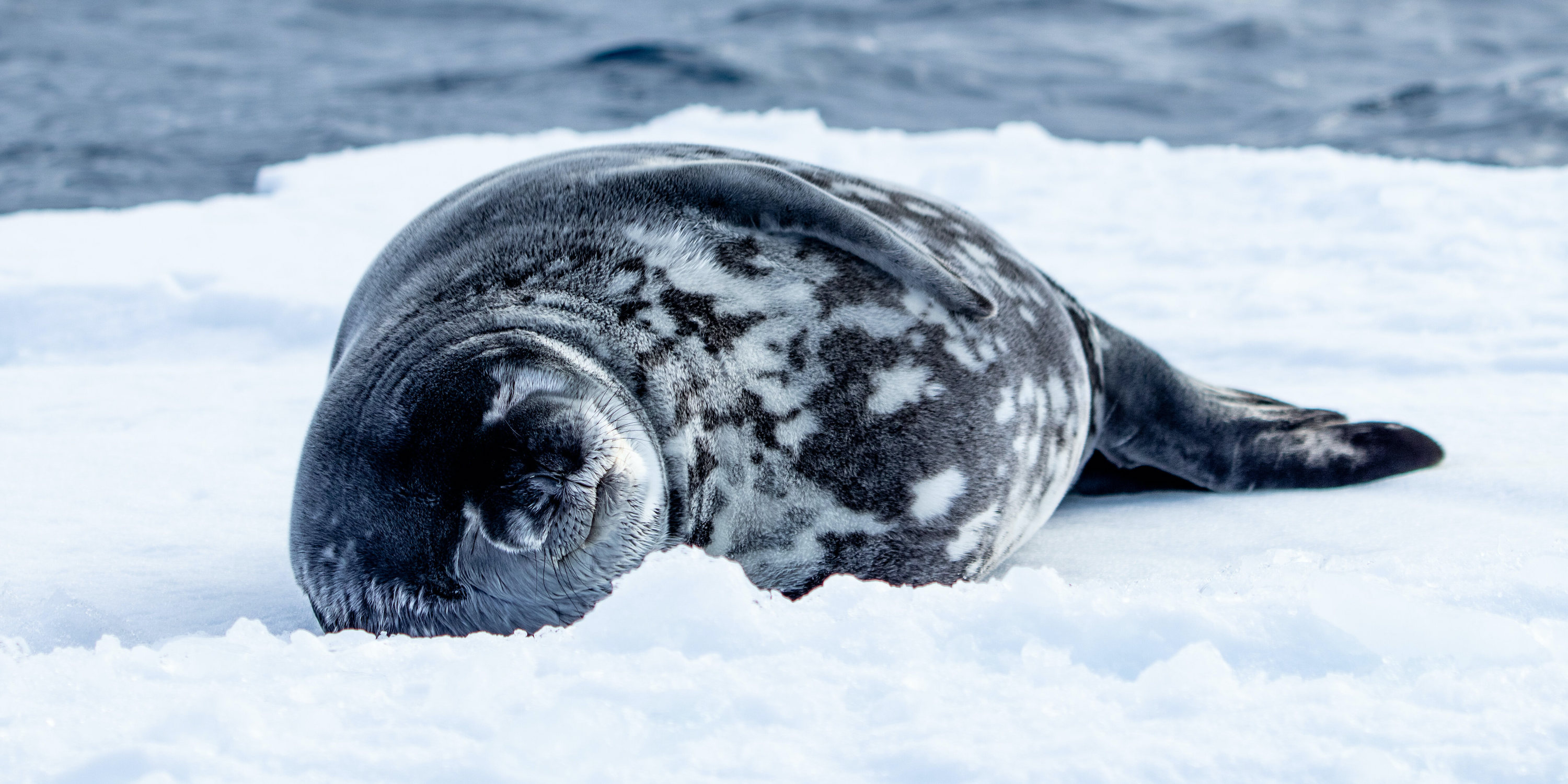 Weddell seal on the ice