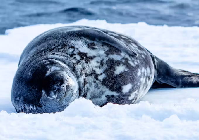 Weddell seal on the ice