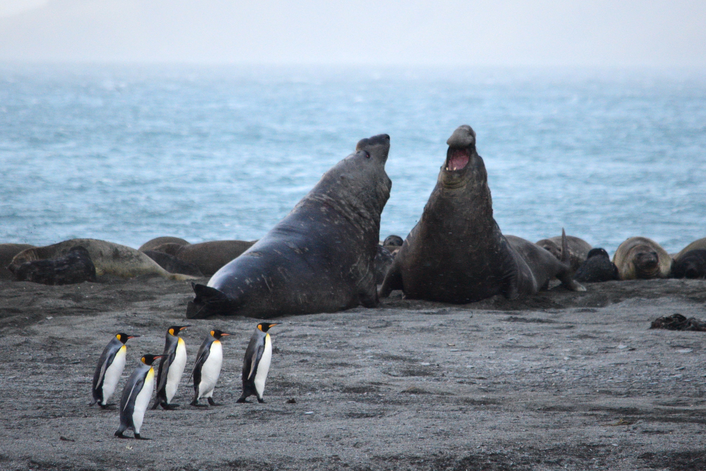 Male elephant seals jousting on a South Georgia beach with king penguins in front of  them
