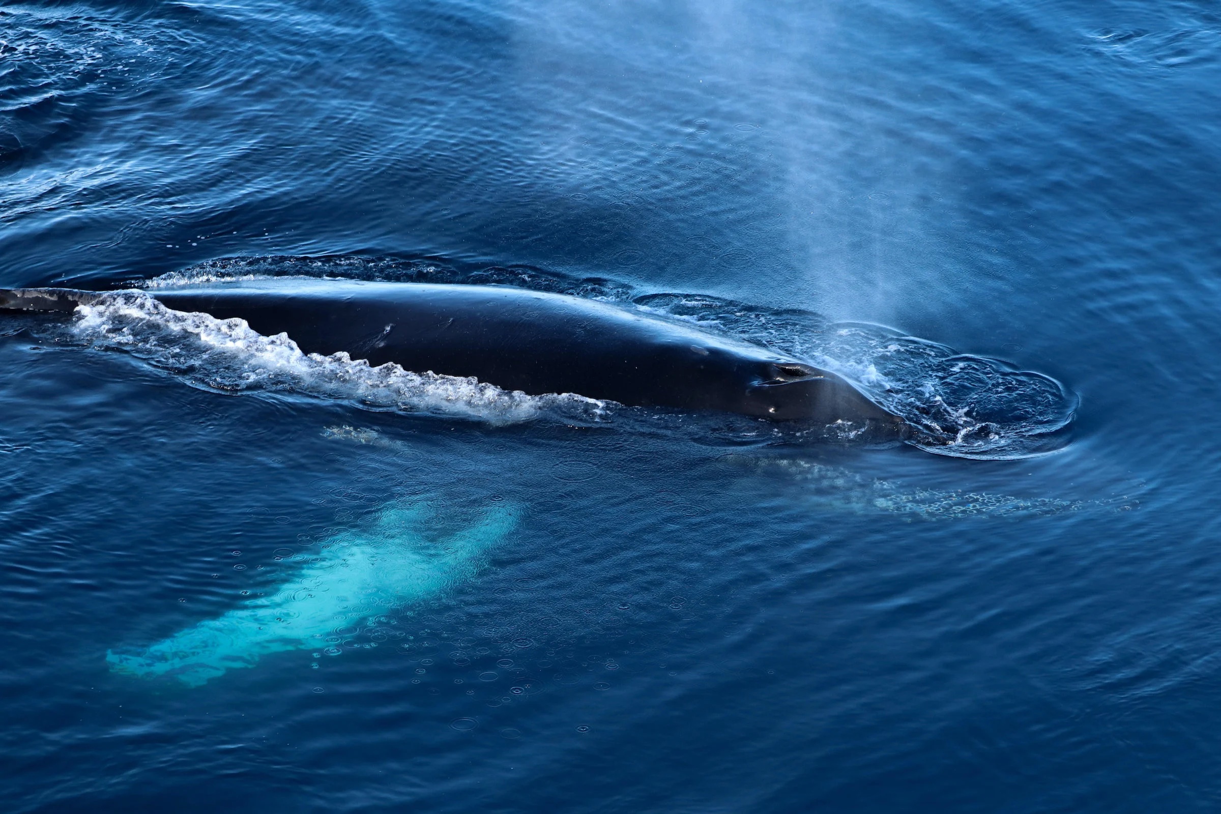 A close-up shot of the top of a humpback whale in Antarctica