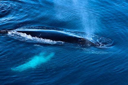 A close-up shot of the top of a humpback whale in Antarctica