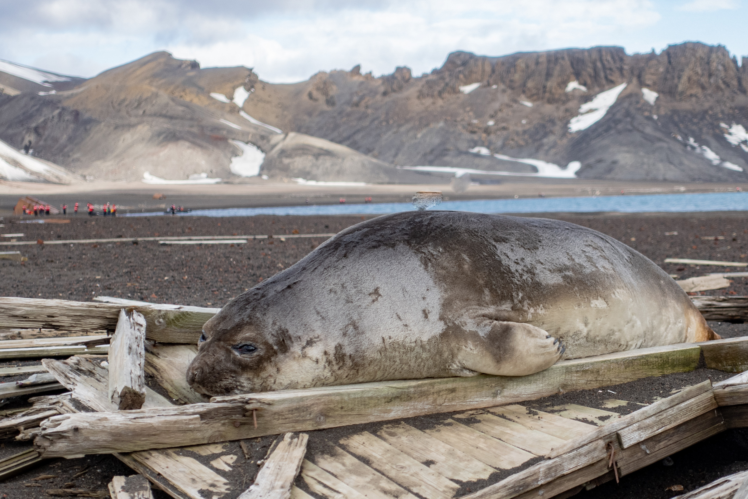 Juvenile elephant seal lying on an old whale boat in Deception Island