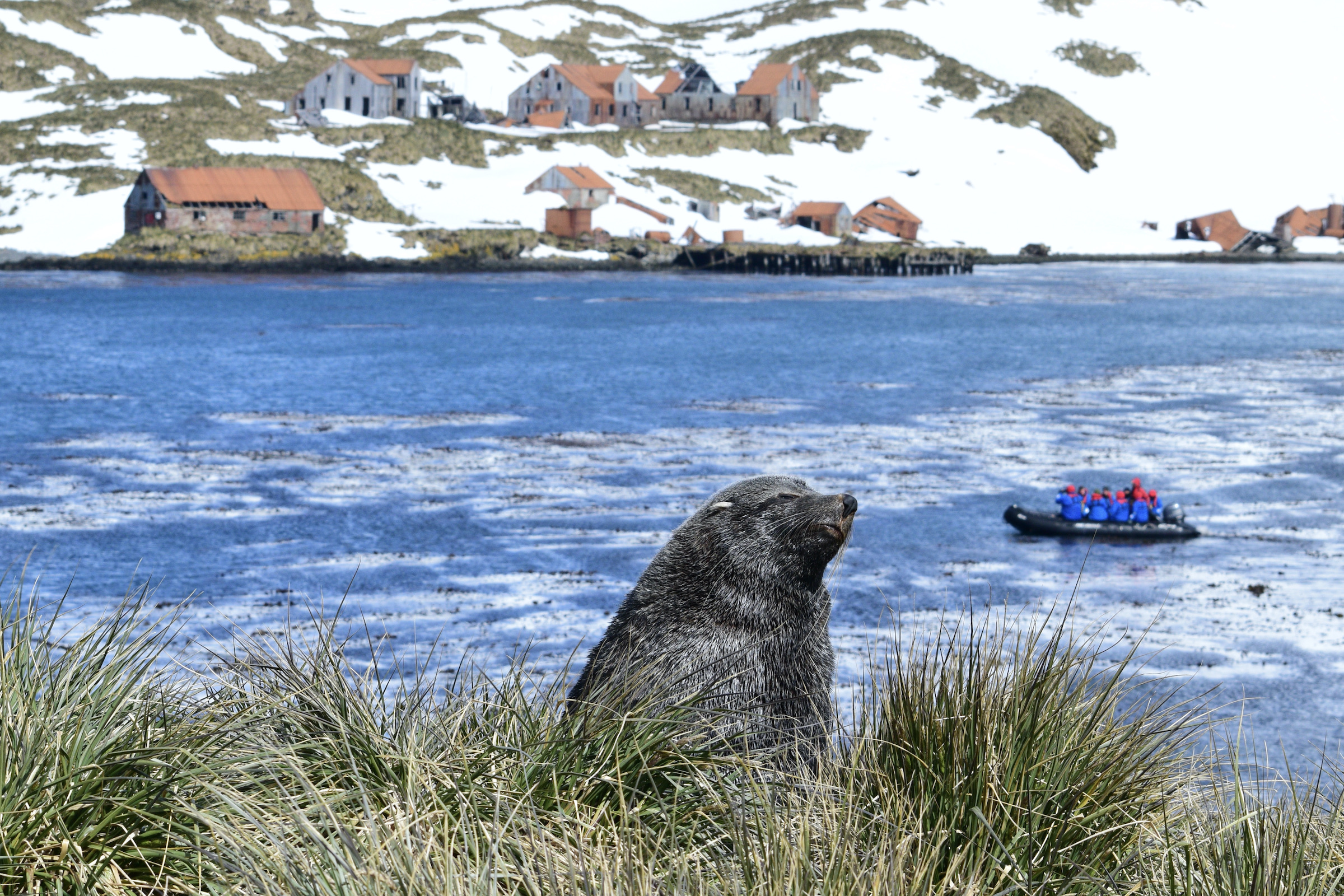 Male fur seal in tussock grass at Prince Olav Harbour, with whaling station in the background