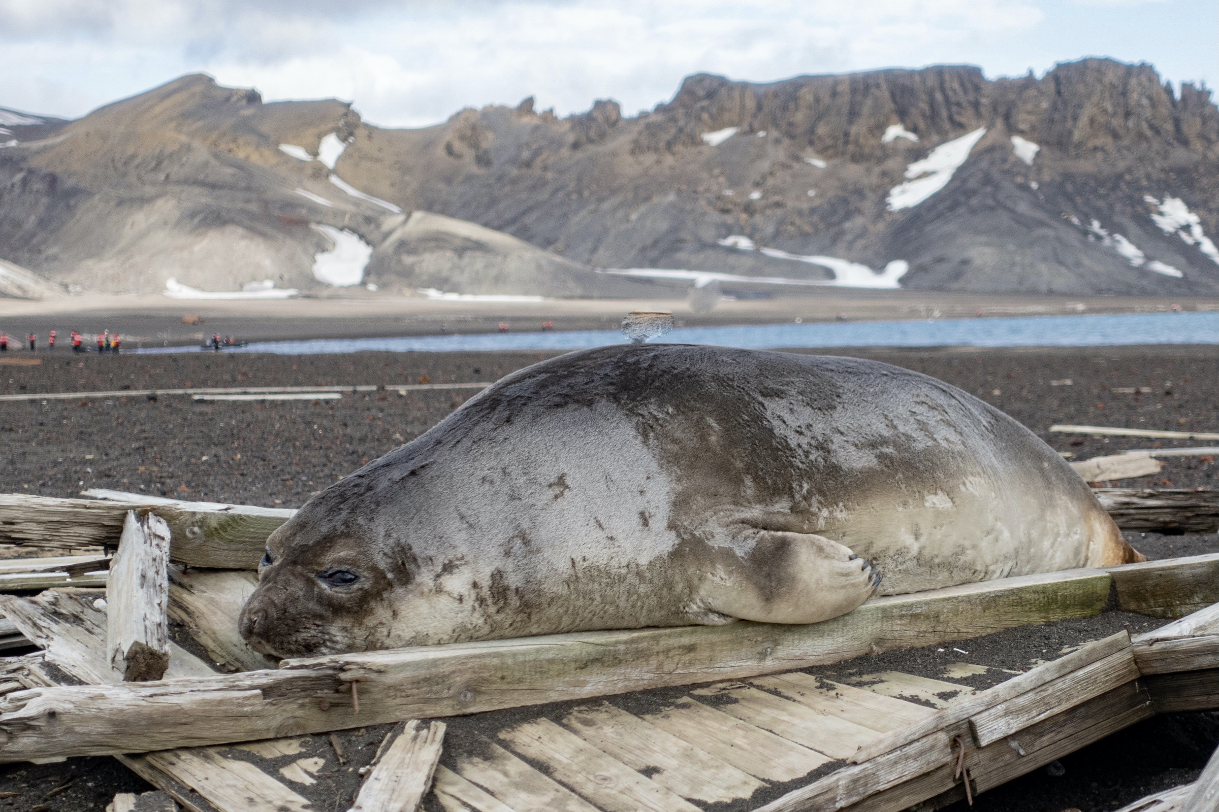 Baby elephant seal on a ruined whaling boat at Deception Island
