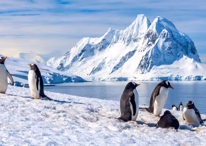 Gentoo penguins on Petermann Island on the Antarctic Peninsula