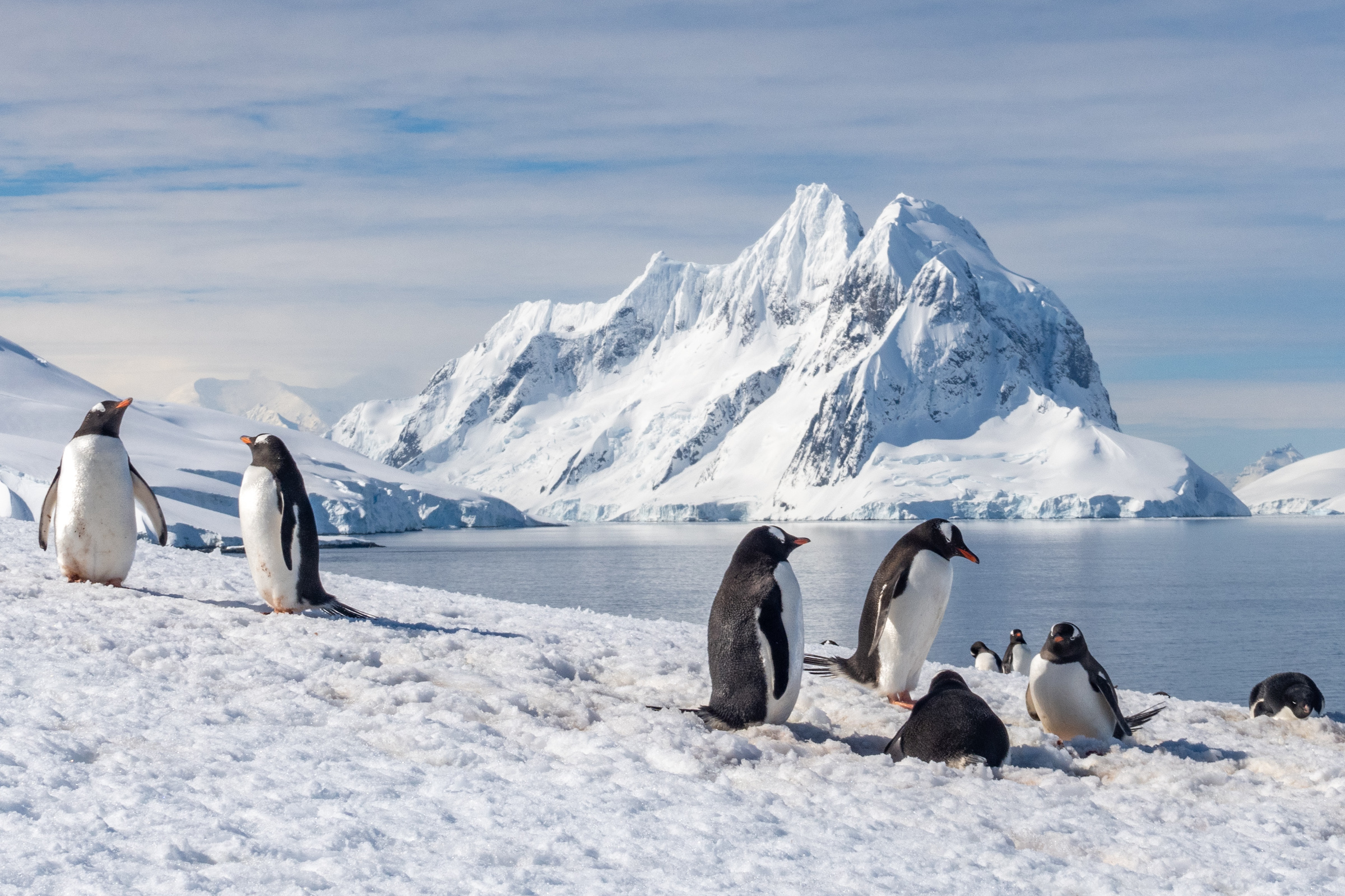 Gentoo penguins on Petermann Island on the Antarctic Peninsula