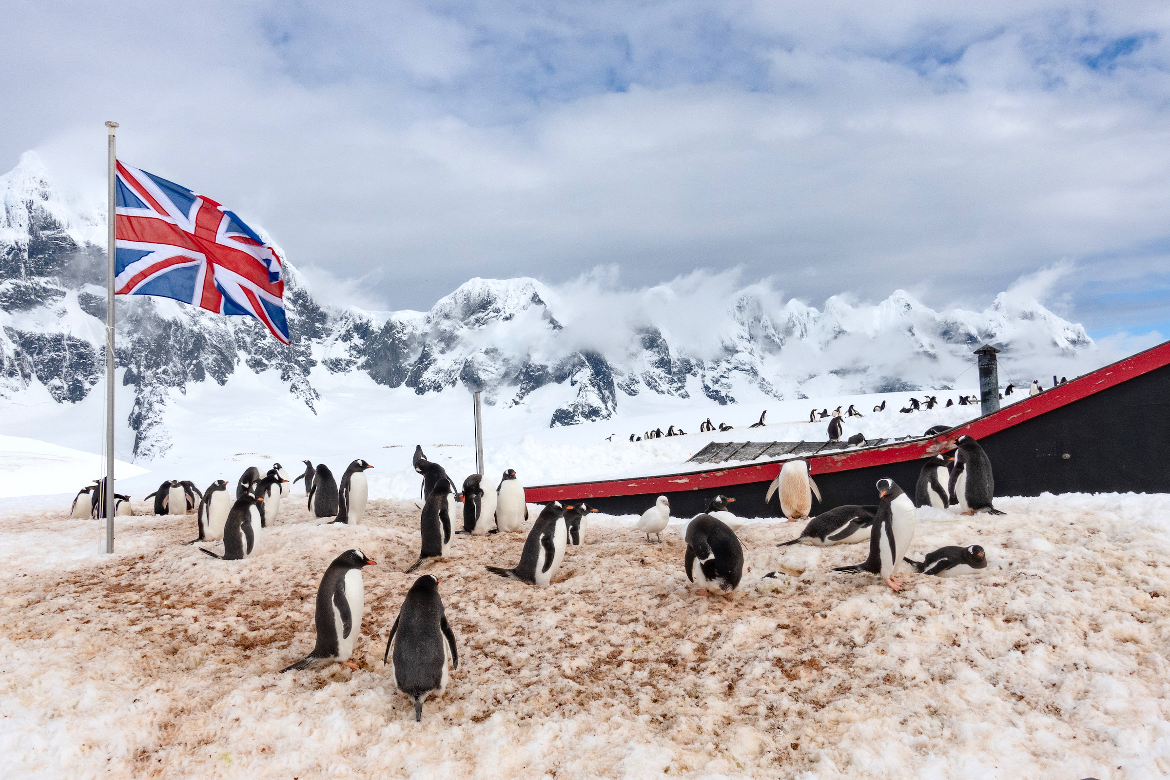 The gentoo penguin colony outside the Penguin Post Office at Port Lockroy in Antarctica