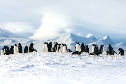 A line of gentoo penguins in the snow in Antarctica
