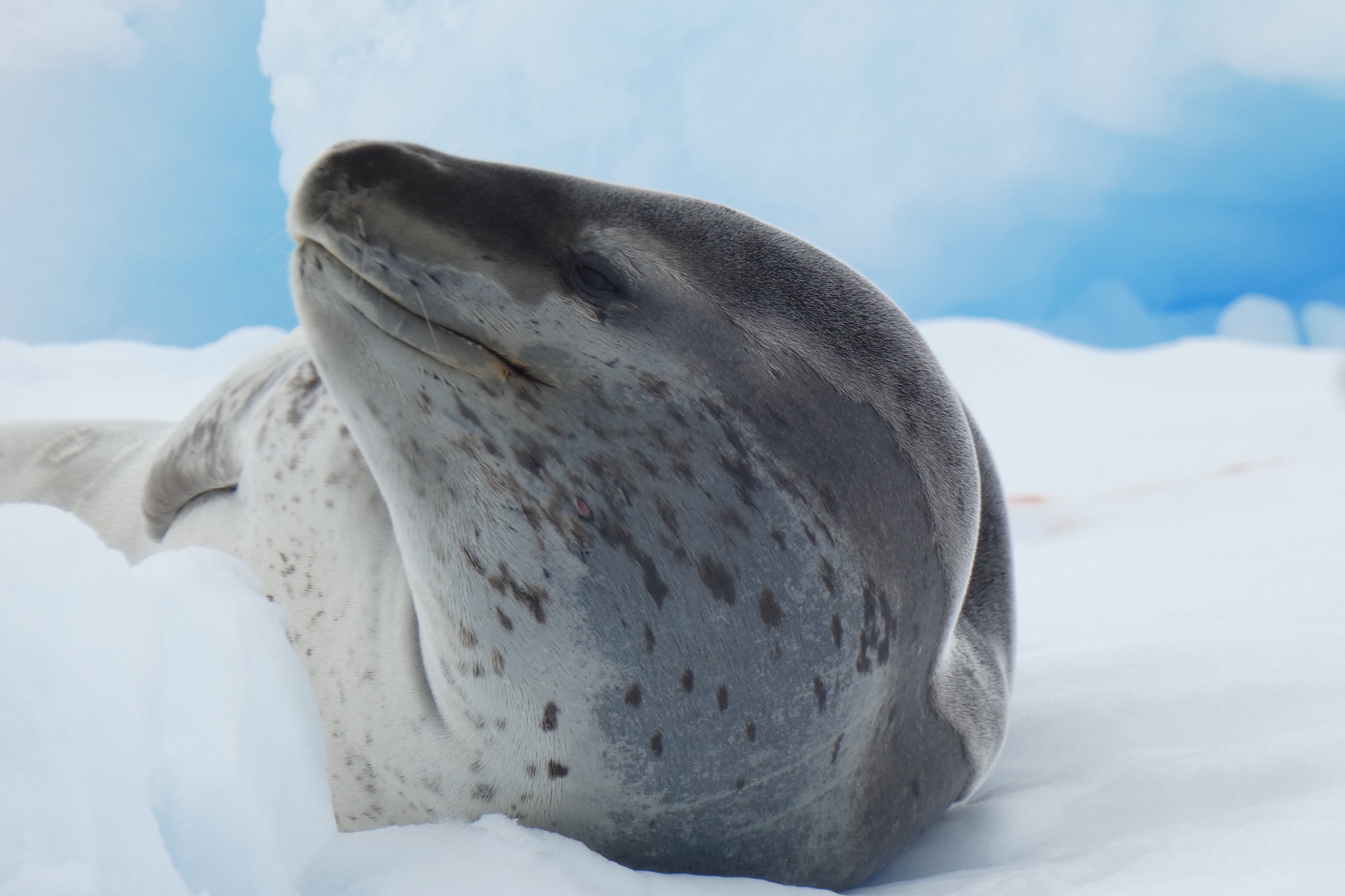 Leopard seal on an ice floe