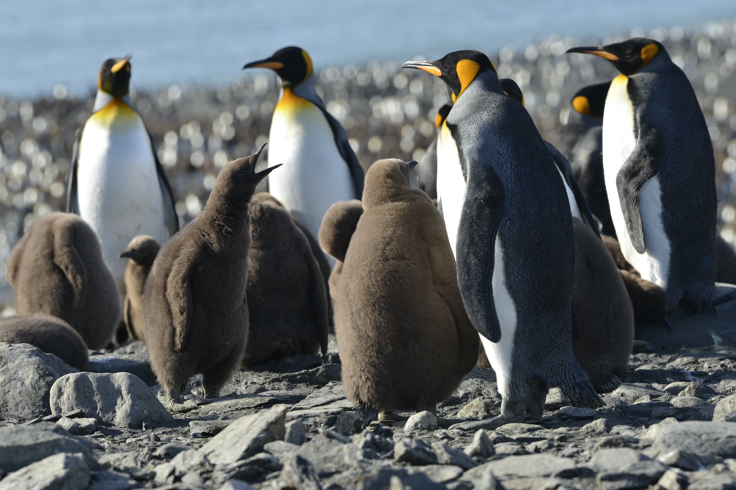 King Penguins