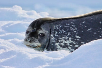 Weddell seal on the ice