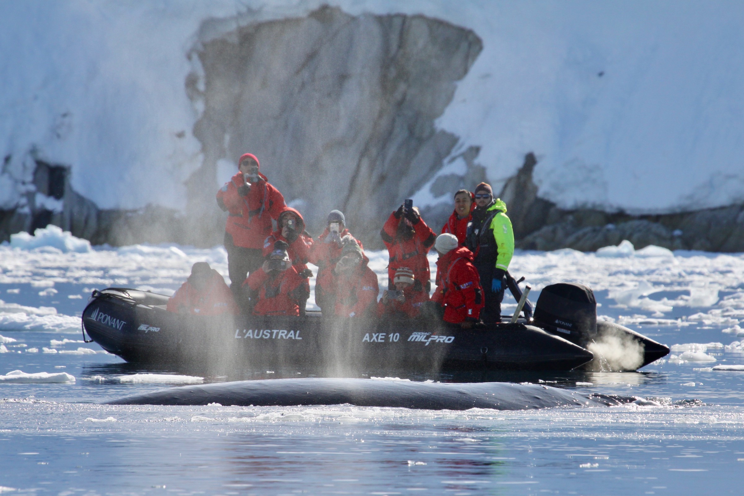 The blow of a humpback whale