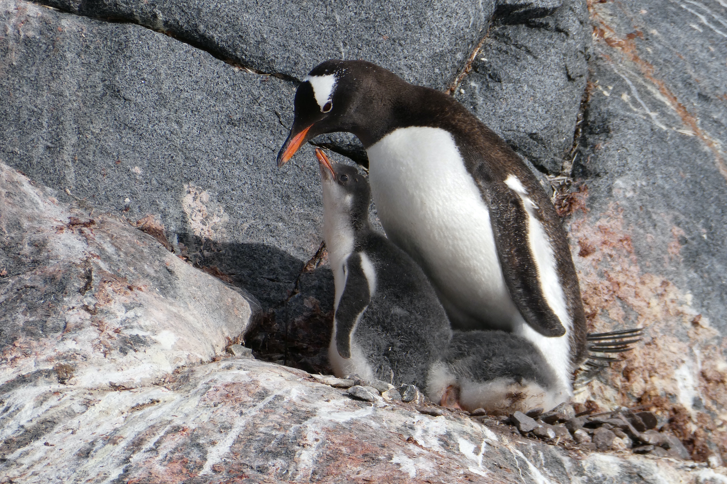 Gentoo penguin with two chicks on Pleneau Island in Antarctica