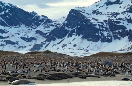 St Andrews Bay in South Georgia by zodiac