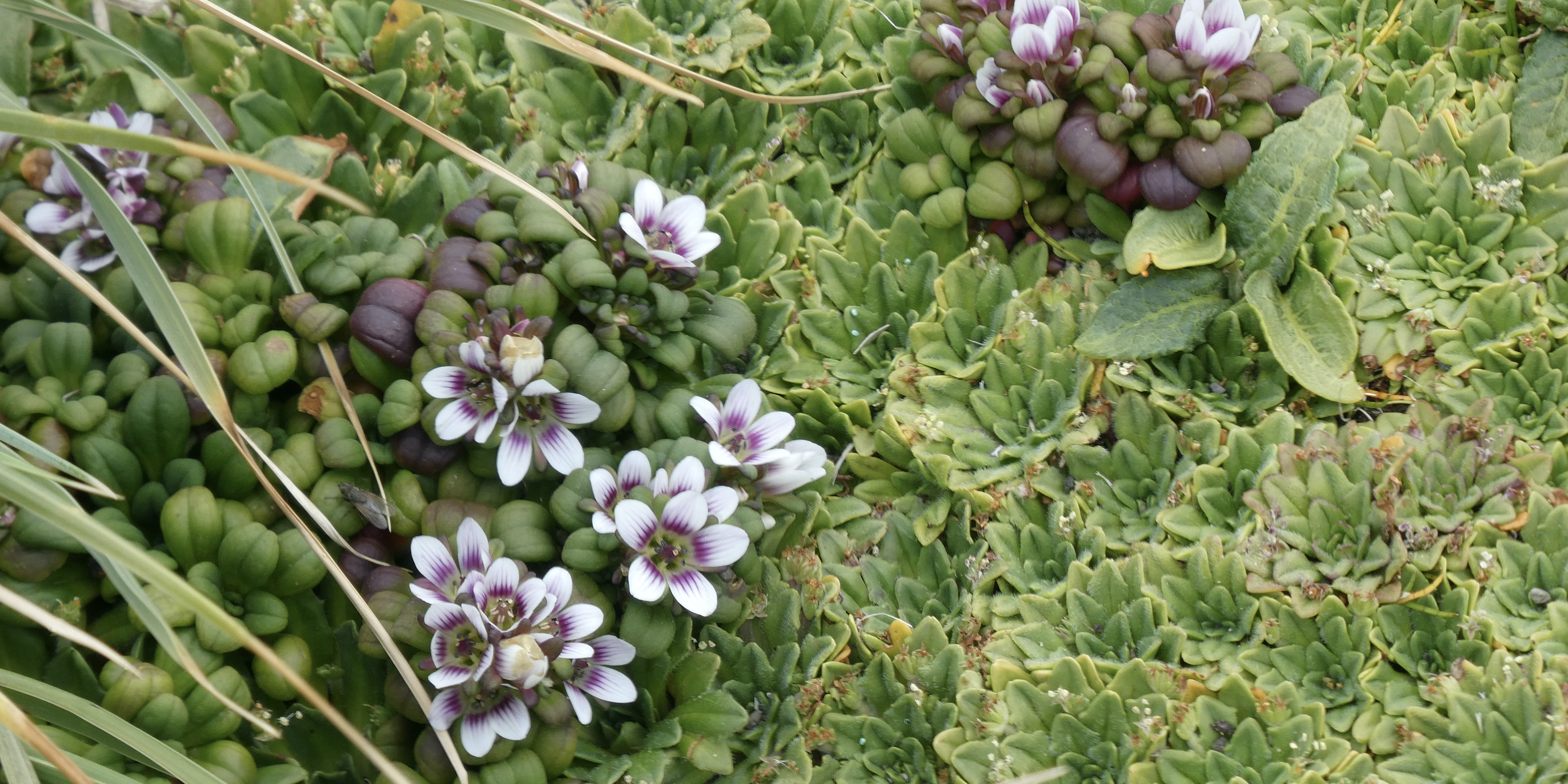 Flowering gentian & plantago triantha on Enderby Island