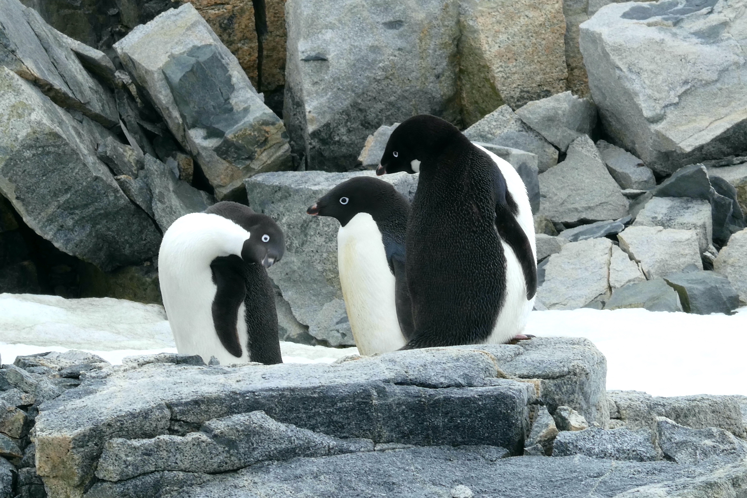 Adelie penguins on Stonington Island