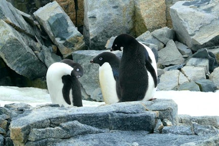 Adelie penguins on Stonington Island