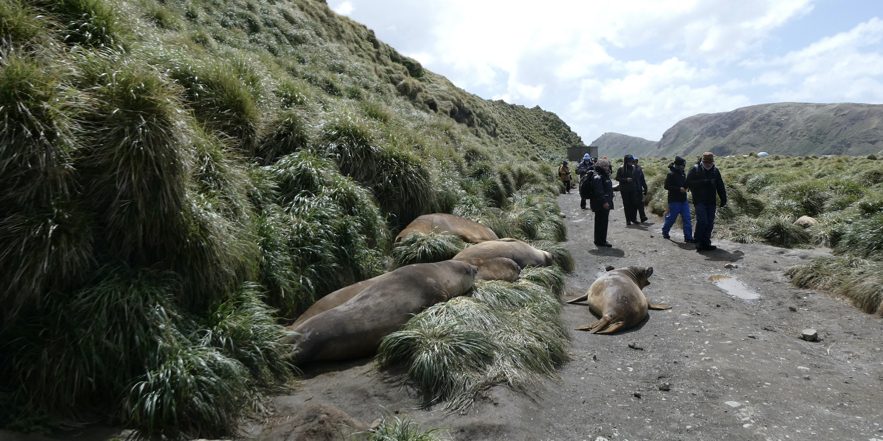 Hikers walking past Elephant seals on Macquarie Island