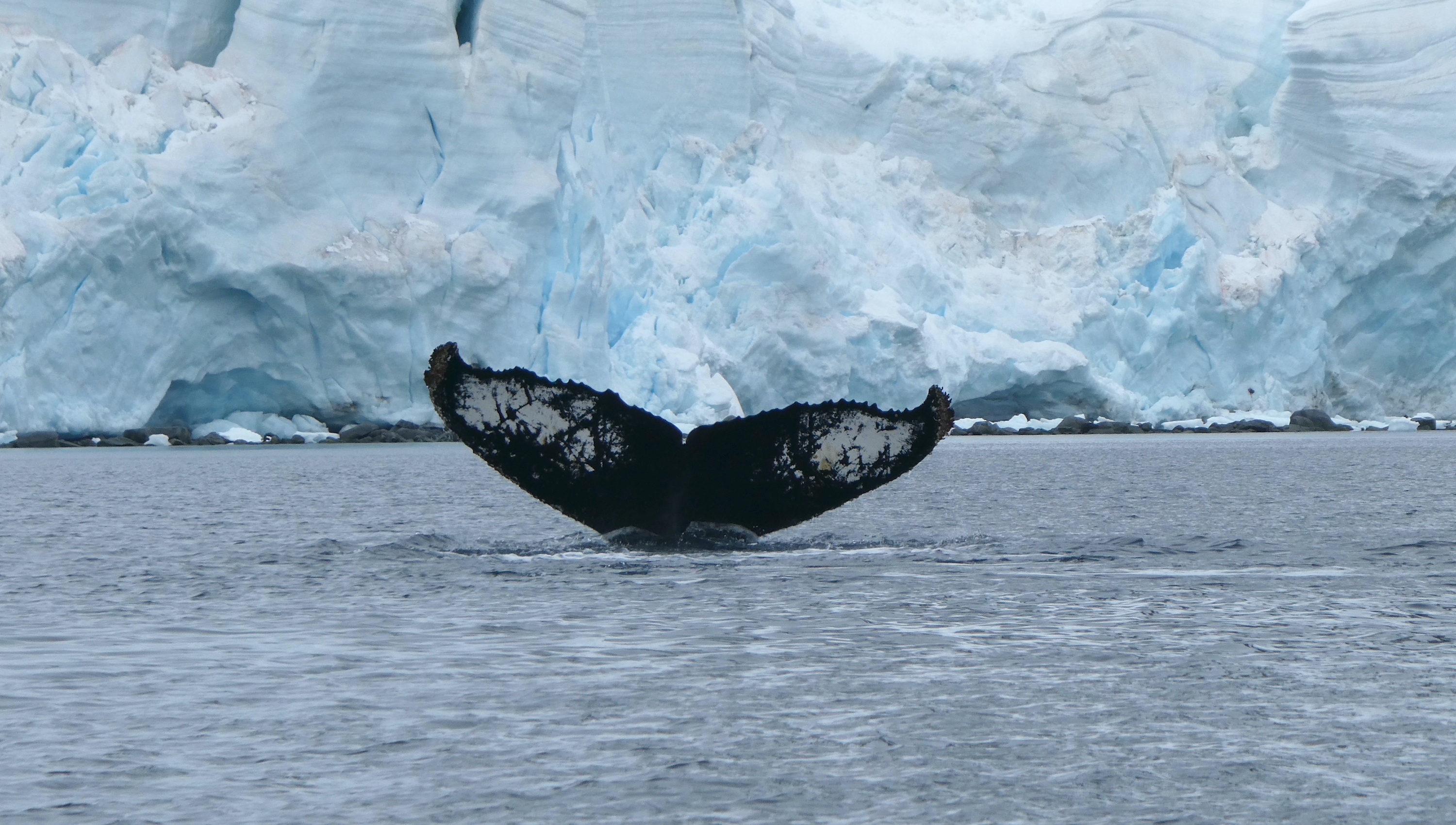 Humpback whale flukes at Port Charcot on the Antarctic Peninsula