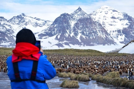 Watching the king penguin colony at Salisbury Plain on South Georgia