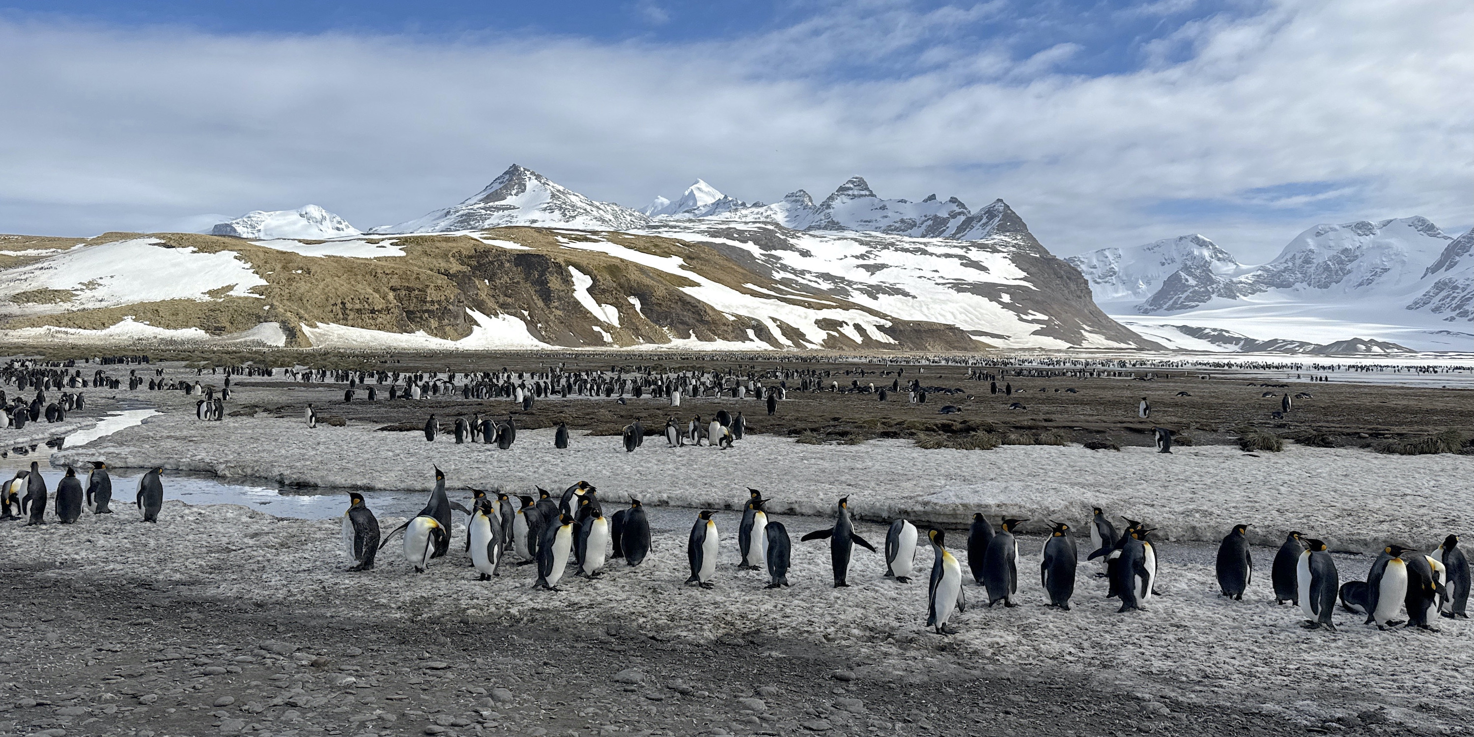 King Penguins