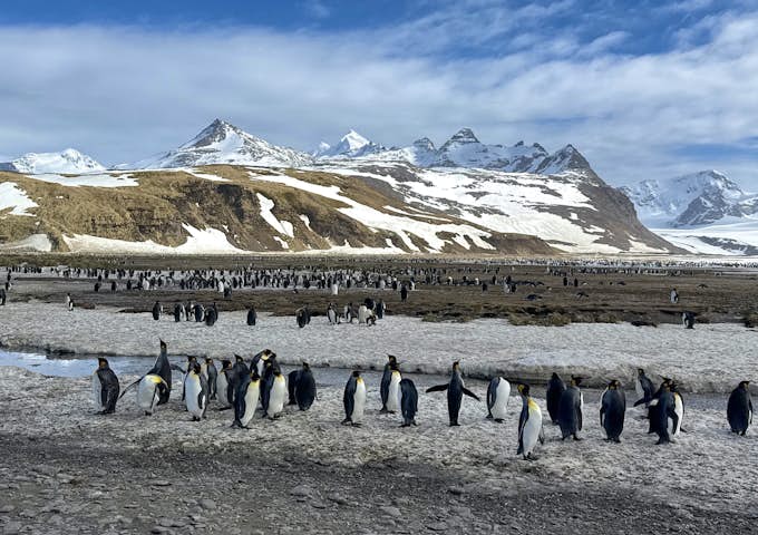 King Penguins