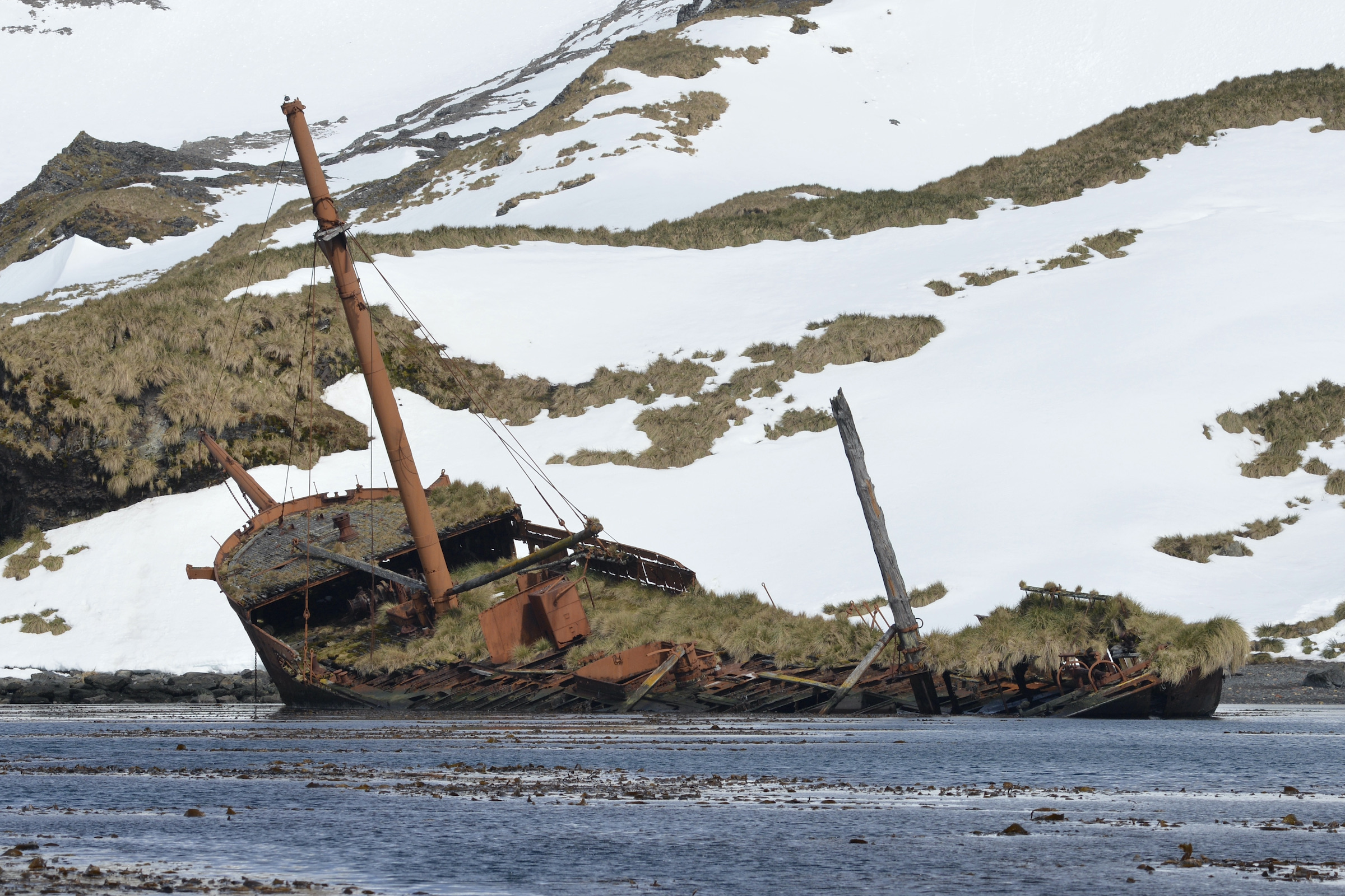 Brutus shipwreck at Prince Olav Harbour in South Georgia