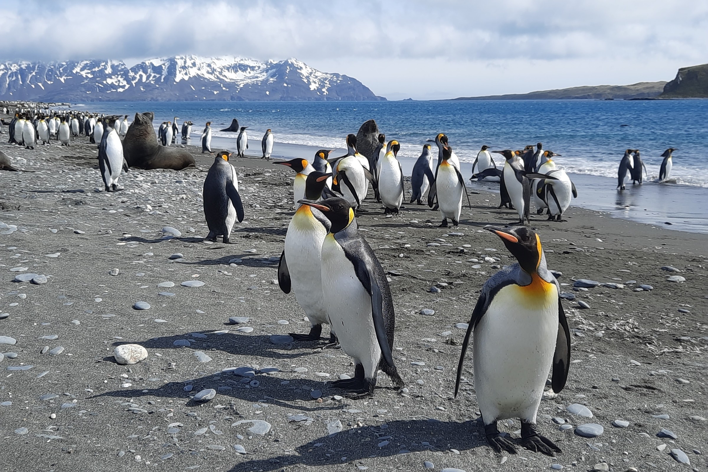 King Penguins