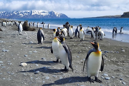 King Penguins