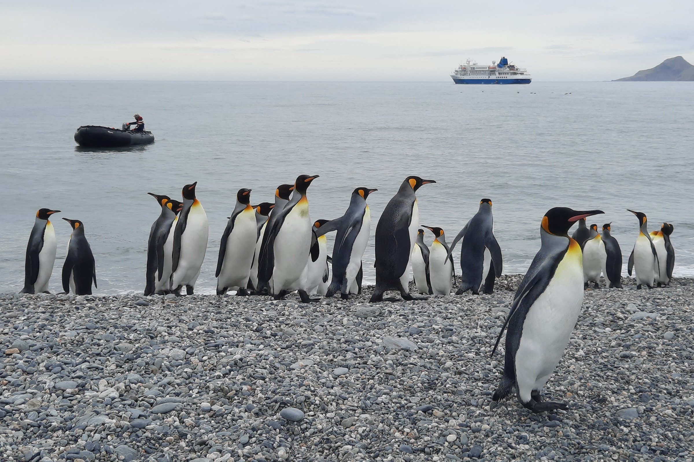 King penguins on St Andrews Bay beach in South Georgia