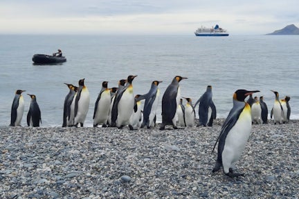 King penguins on St Andrews Bay beach in South Georgia