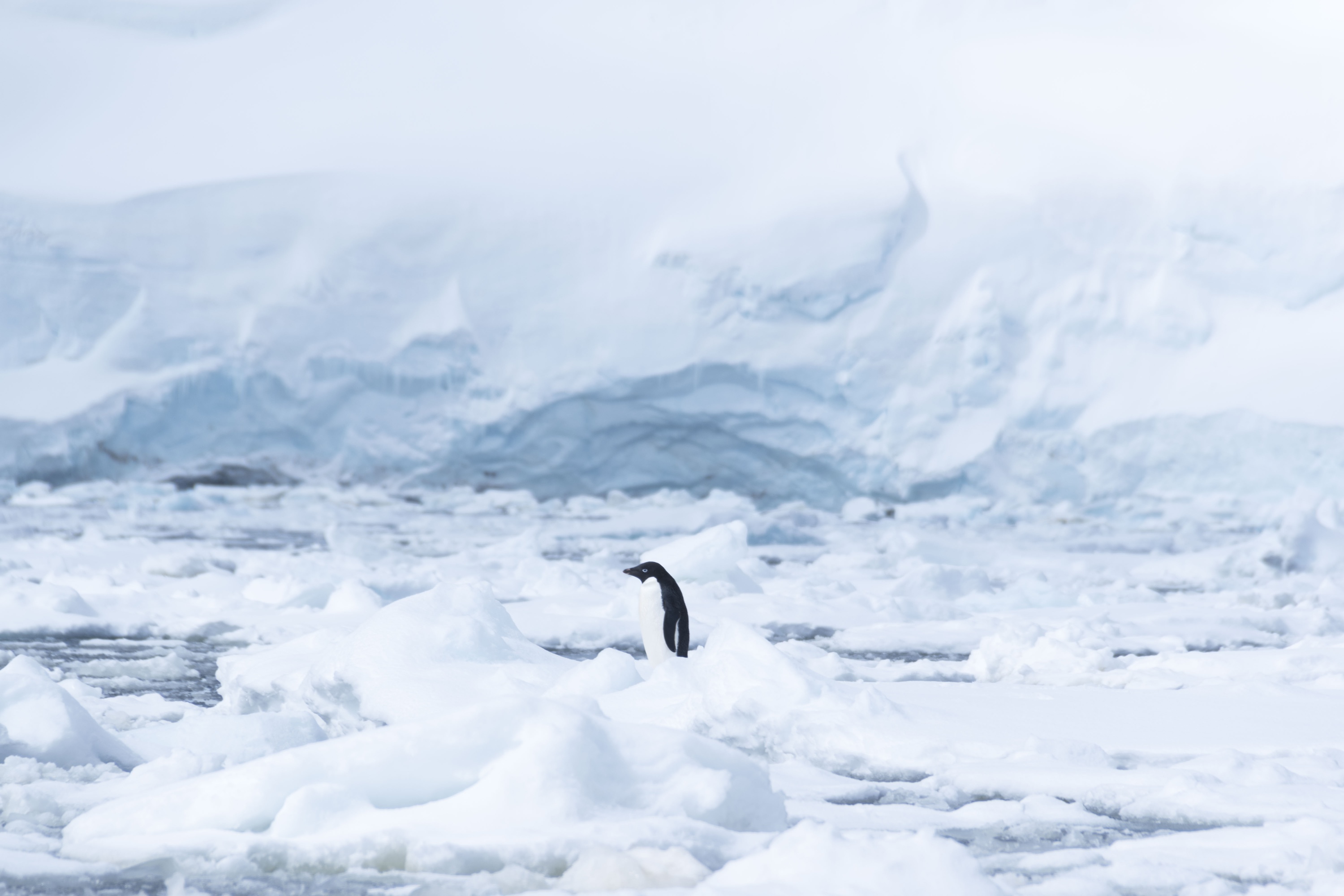 An Adelie penguin trudges through the snow 