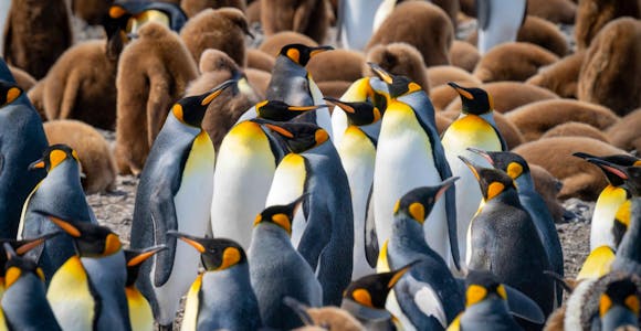 King penguins, Salisbury Plain, Antarctica