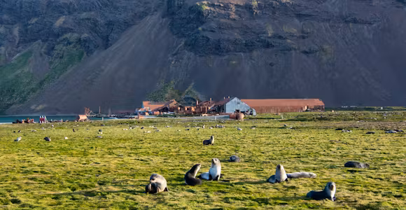 Fur seal pups on the grass in front of the ruined whaling station at Stromness Harbour, South Georgia