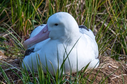 A wandering albatross sits on its nest amid the tussock on Prion island in South Georgia