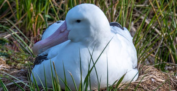 A wandering albatross sits on its nest amid the tussac grass on Prion Island, South Georgia